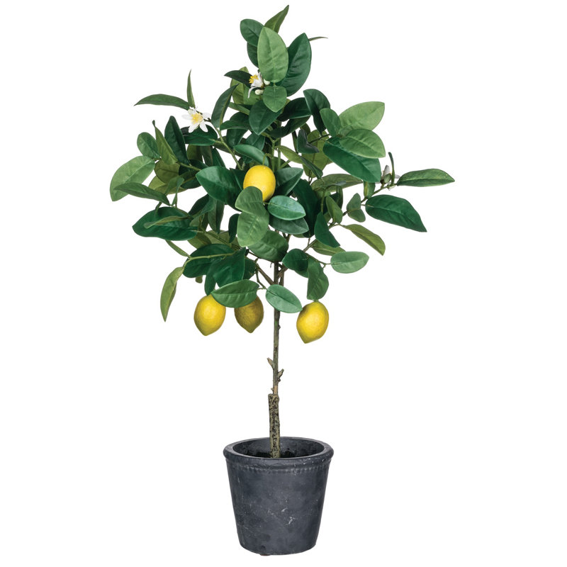 August Grove Floor Lemon Tree in Pot Wayfair